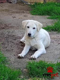 Ράτσα: Ελληνικός Ποιμενικός - Greek Shepherd | Ηλικία: 8 μηνών | Φύλο: Αρσενικό | Αρ. Microchip: - | Ημίαιμο | Περιοχή: Θεσσαλονίκη, Θεσσαλονίκη